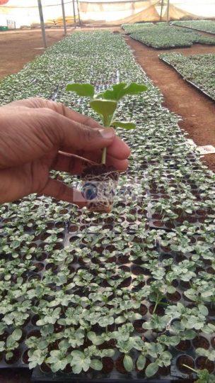 Vegetable Nursery Seedling