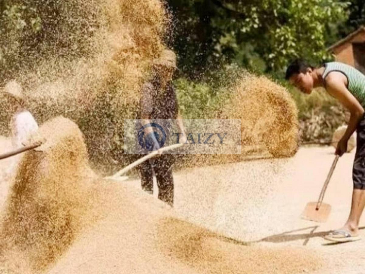 ہوا سے دھول ہٹانے کے لیے اناج کو اٹھانے کا منظر