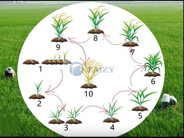 Rice From Planting To Harvest | Growing Process Of Rice