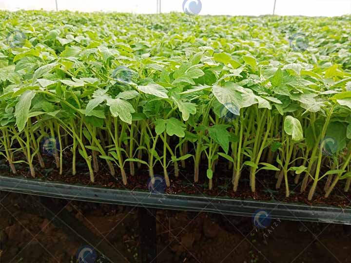 Um tomate foi cultivado por clientes usando máquinas de mudas