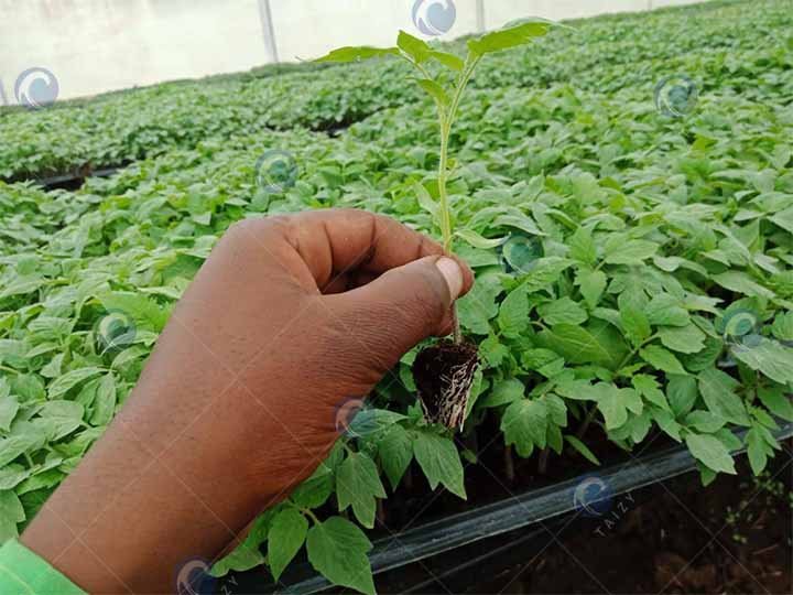 Plants de tomates cultivés par les clients à l'aide de machines à semis