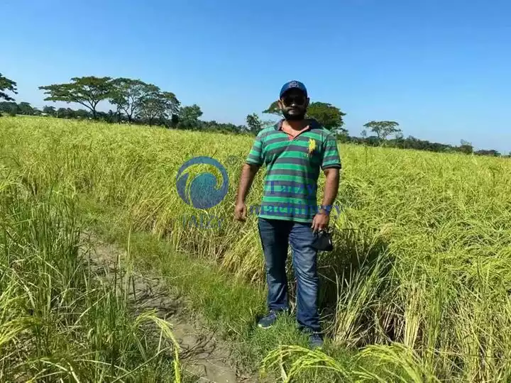 Campo de arroz do cliente