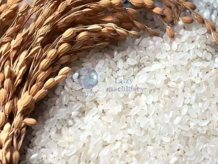 Milled Rice