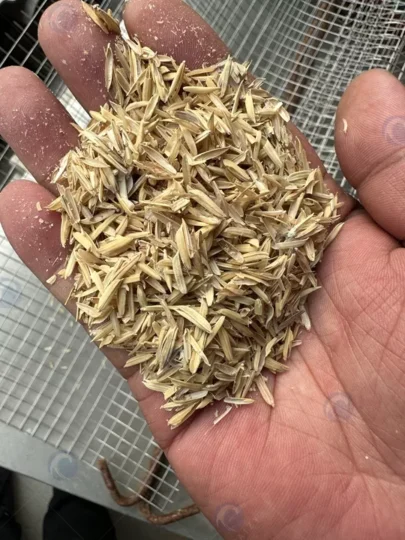 Rice Husk