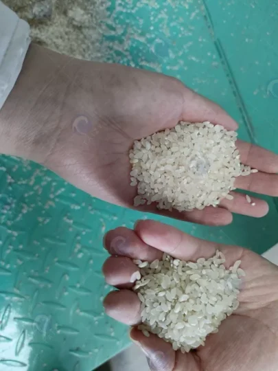 White Rice Production