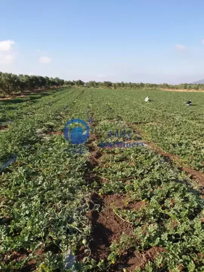 Campo de melones del cliente